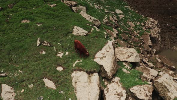 Cows Graze at the Waterfall