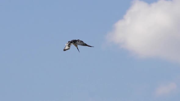 Pied Kingfisher, ceryle rudis, Adult in flight, Lake Baringo Kenya, Slow Motion