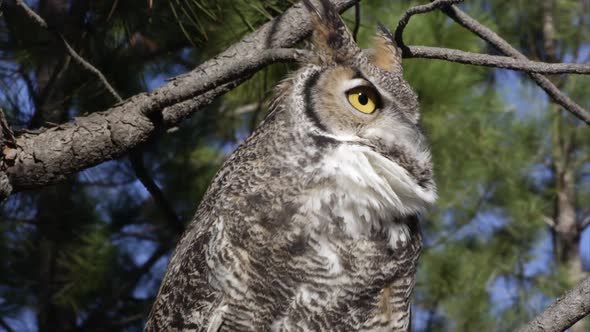 Tight shot of great horned owl hooting in a tree.