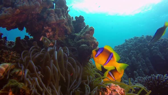 Underwater Clownfish and Sea Anemones