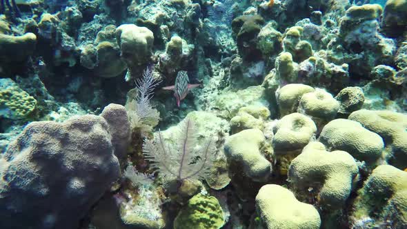 SCUBA Diving Roatan - Stoplight Parrotfish on the Coral Reef
