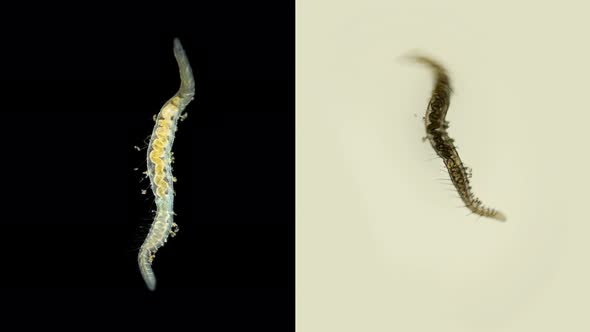 Worm Nais Sp. Under a Microscope, the Tubificidae Family, a Subclass of Oligochaeta