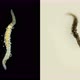 Worm Nais Sp. Under a Microscope, the Tubificidae Family, a Subclass of Oligochaeta - VideoHive Item for Sale