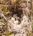 Nest filled with bird eggs. - PhotoDune Item for Sale