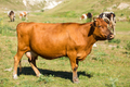 Brown dairy cow on a summer pasture. - PhotoDune Item for Sale