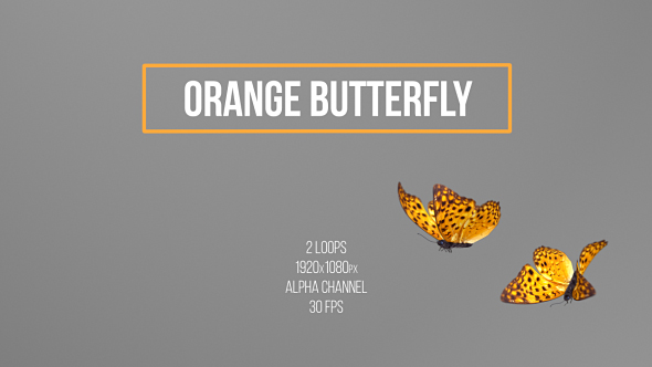 Orange Butterfly alt
