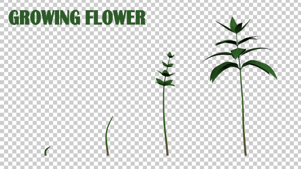 Growing Flower alt