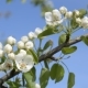 Blooming Pear Tree Branch with on Blue Sky Background - VideoHive Item for Sale