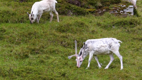 Reindeer in the North of Norway, Nordkapp