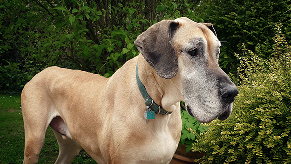 Great Dane Dog In The Garden