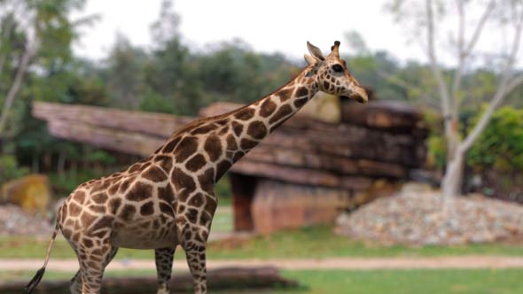Giraffe Walking alt
