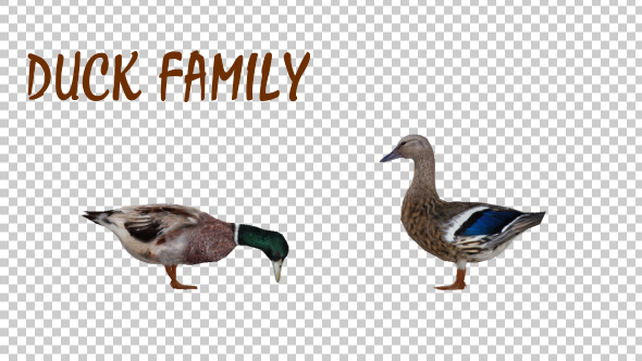 Duck Family alt