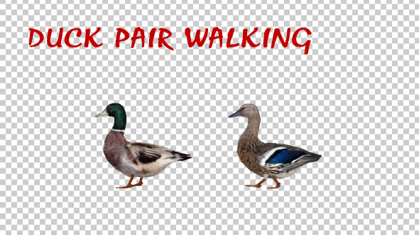 Duck Pair Walking alt
