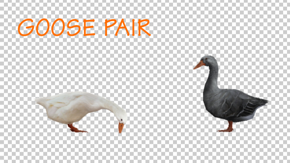 Goose Pair alt