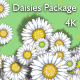 Daisies Package 4K - VideoHive Item for Sale