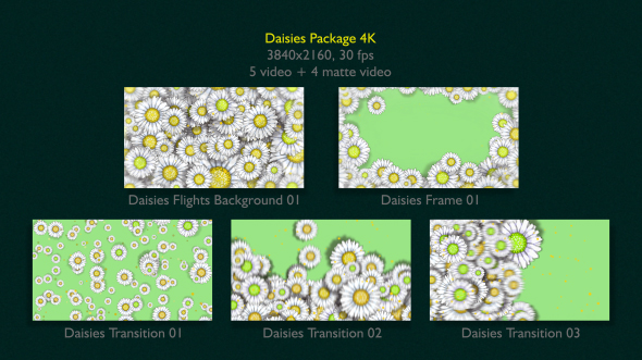 Daisies Package 4K