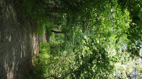 Vertical Video of a Summer Beautiful Forest in the Afternoon