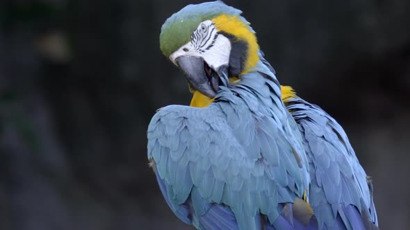 blue and yellow Macaw, Ara ararauna