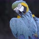 blue and yellow Macaw, Ara ararauna - VideoHive Item for Sale