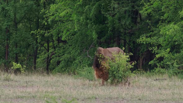 Black Maned Lion  Shows Flehmen Response Inside The Savannah Of Nxai Pan National Park In Botswana.