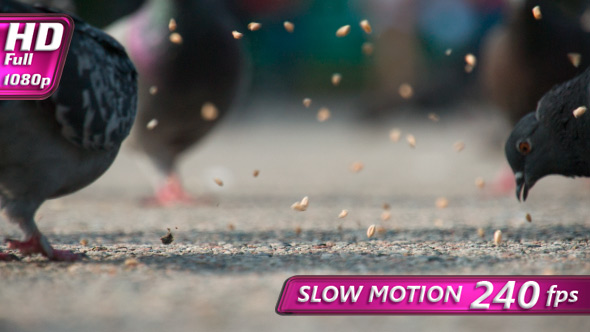 Grain For Urban Pigeons alt