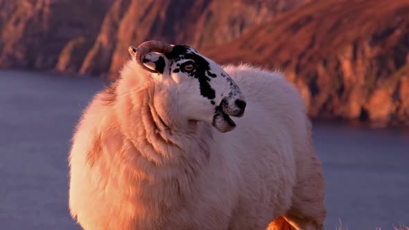 Sheep Enjoying the Sunset at the Slieve League Cliffs in County Donegal, Ireland