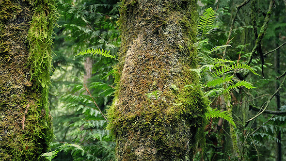 Passing Mossy Tree Trunks In Forest