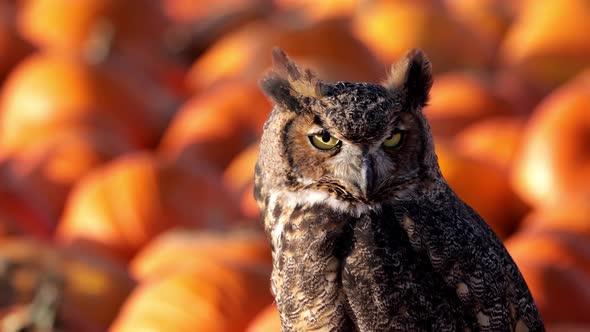 Portrait of a perched Great Horned Owl