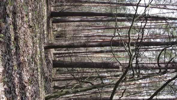 Vertical Video of Trees in a Pine Forest Slow Motion