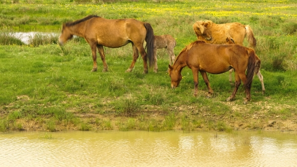 Foal and Its Mother in a Sunny Meadow. Horses and Foal Graze in a Meadow.