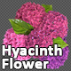 Hyacinth Flowers - VideoHive Item for Sale
