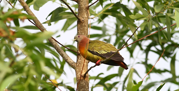 Wild Pink Necked Green Pigeon I