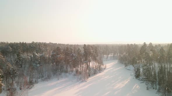 Drone Rises Up Over a Pine Winter Forest