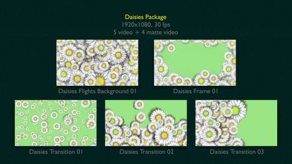 Daisies Package alt