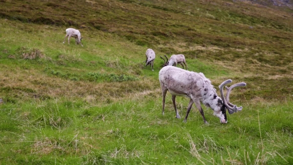 Reindeer in the North of Norway, Nordkapp