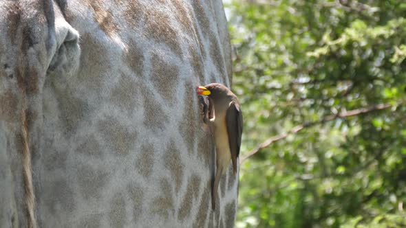 Yellow-billed oxpecker eats ticks and other insects 