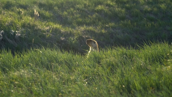 Groundhog on a Background of Green Grass.