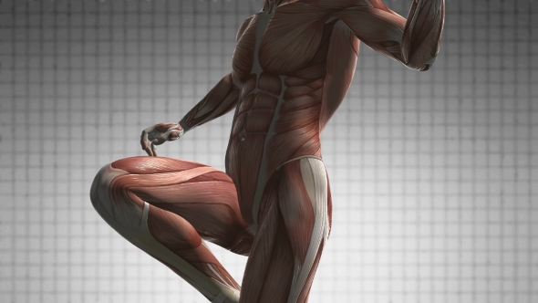 Human Muscle Anatomy alt