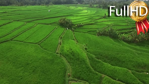 Aerial View of Green Rice Fields