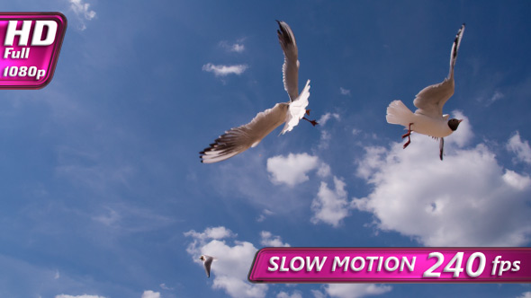 Graceful Seagull Soar On Clouds Background