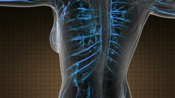Human Body with Glow Blood Vessels alt