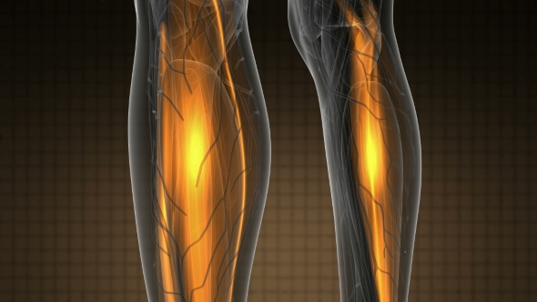 Human Muscle Anatomy alt