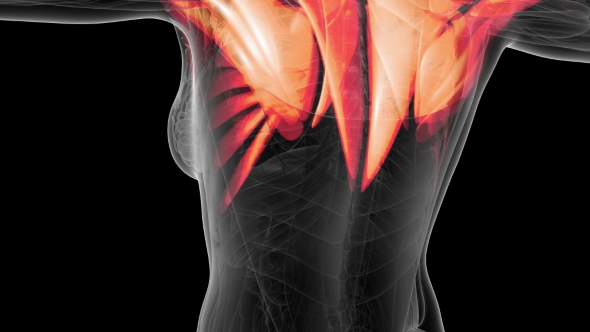 Human Muscle Anatomy alt