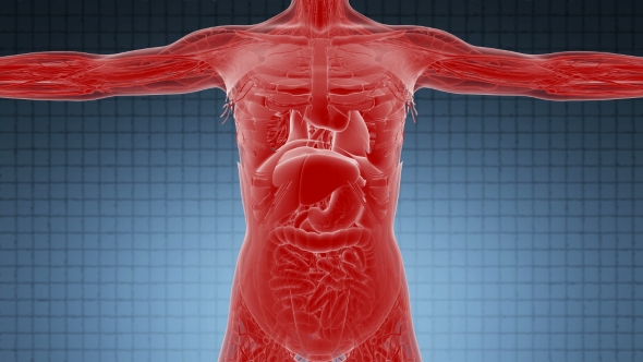 Anatomy Tomography Scan of Human Body alt