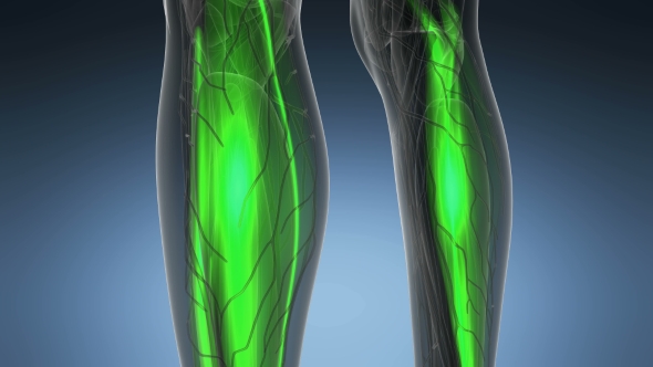 Human Muscle Anatomy alt