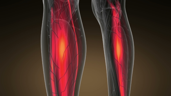 Human Muscle Anatomy alt