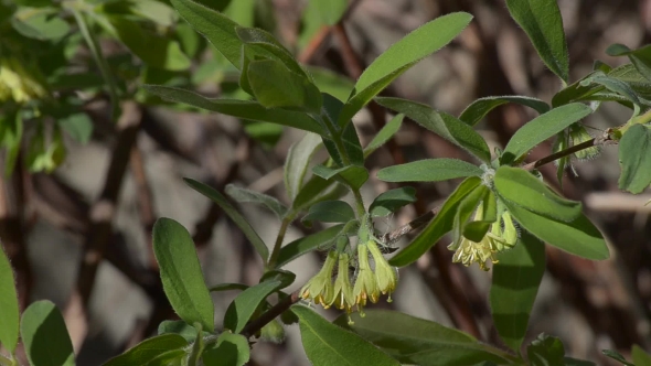 Branch of Blooming Honeysuckle Swinging in the Wind.