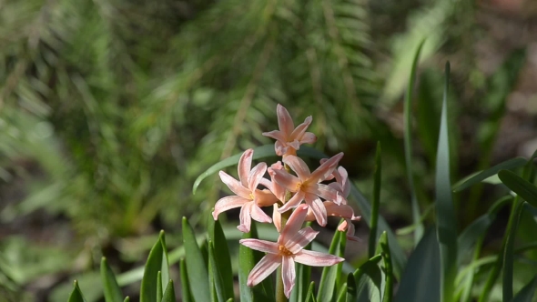 Hyacinth Blooms in Spring