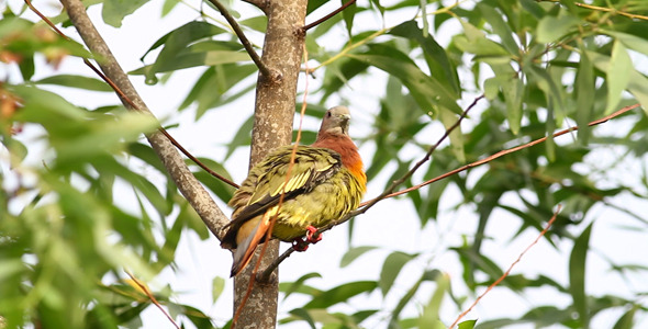 Wild Pink Necked Green Pigeon III