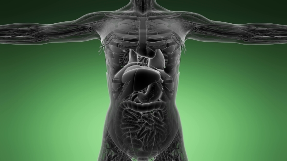 Anatomy Tomography Scan of Human Body alt